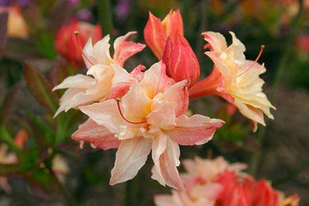 Azalie wielkokwiatowe CANNON's DOUBLE różowożółtokremowy, półpełny kwiat
